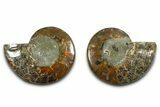 Cut & Polished Ammonite Fossil - Madagascar #377544-1